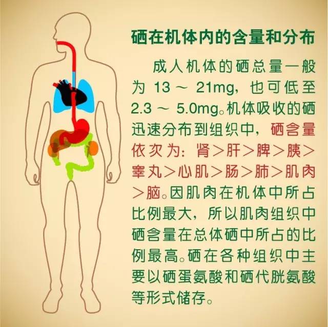 硒在人體內(nèi)的代謝