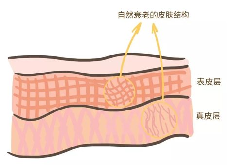 來看看維E是如何抗衰老的，一起看看原理