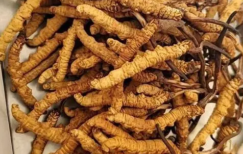 冬蟲夏草那么多種吃法，哪種才能發(fā)揮作用？