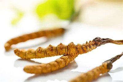 冬蟲(chóng)夏草菌絲體，蟲(chóng)草健康養(yǎng)生新時(shí)代