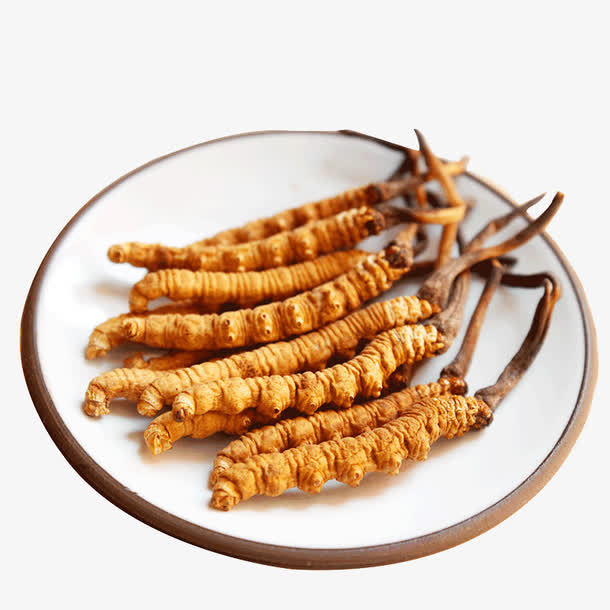 冬蟲(chóng)夏草菌絲體是如何產(chǎn)生的？